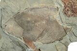 Partial Giant Radiodont (Aegirocassis), Xiphosurida & Trilobite #212391-4